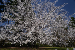 220405a京都御苑34