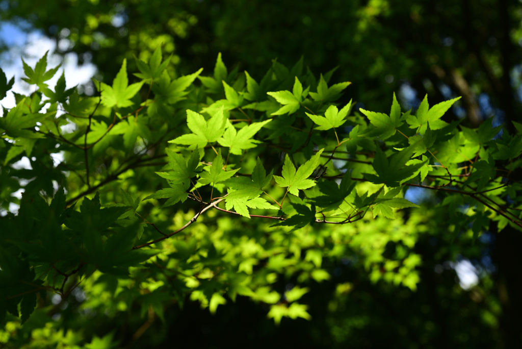 240603a山田池公園46