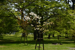 220412a京都御苑18
