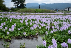 180913本薬師寺跡44+