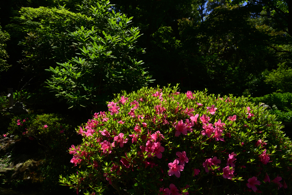 240525d新善光寺17