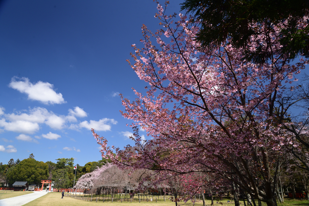 230322a上賀茂神社03