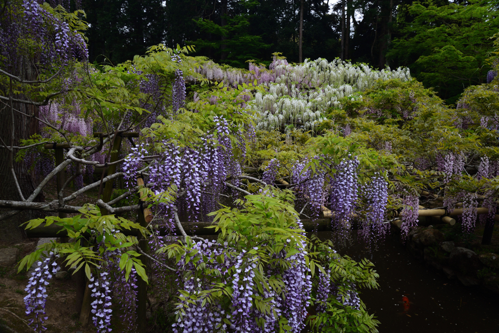 210424b萬葉植物園39