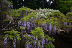 210424b萬葉植物園39