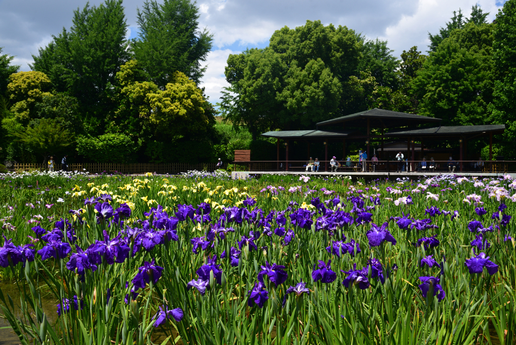 240603b城北公園20
