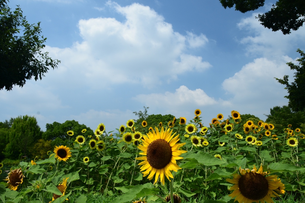 180803馬見丘陵06