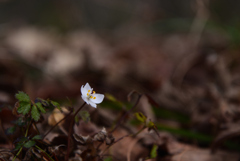 250210d京都植物園06