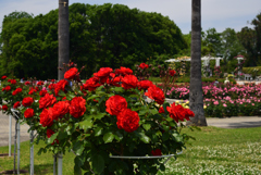 190512a長居植物園41