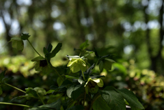 200524長居植物園70