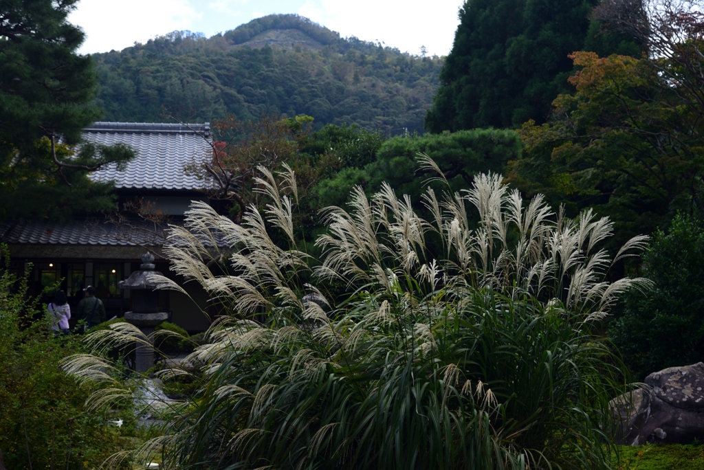 181101a白沙村荘46