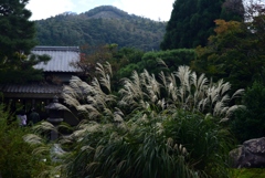 181101a白沙村荘46