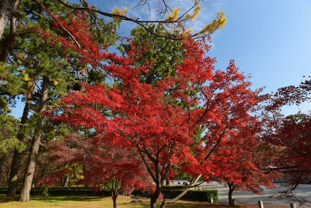 181204b京都御苑07