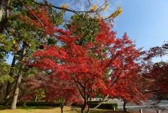 181204b京都御苑07