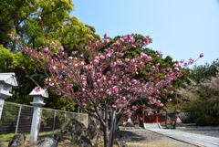 200417a久世神社07