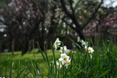 190302a万博公園78