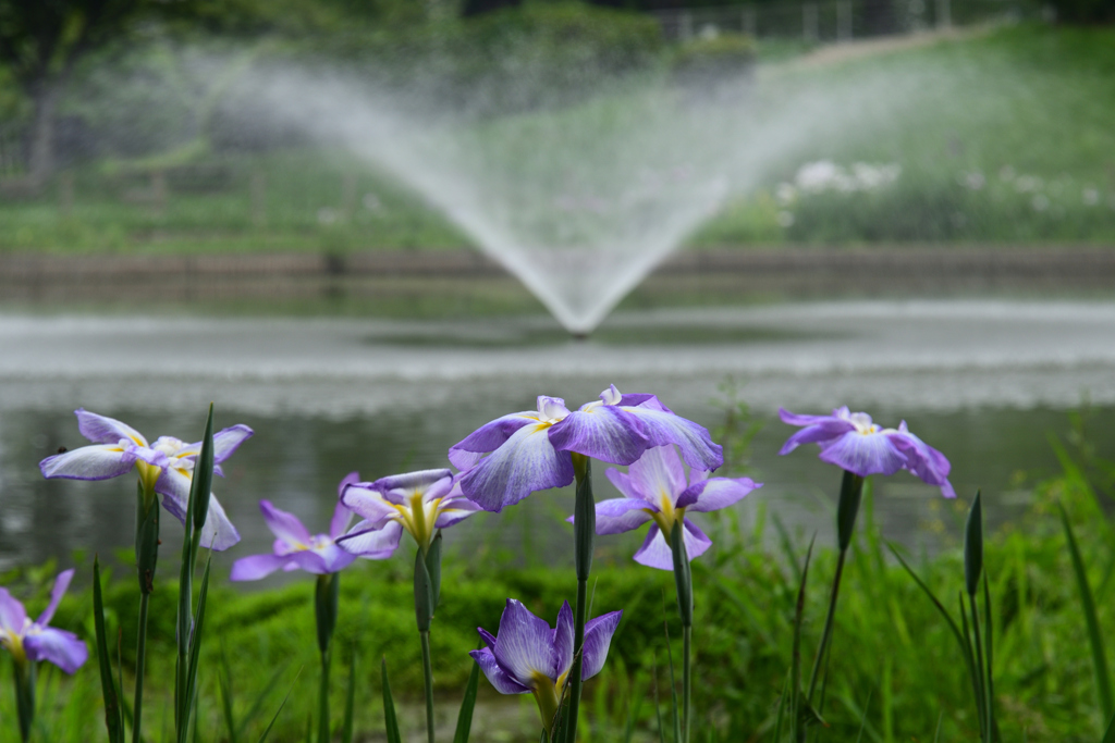 230610a白鷺公園27