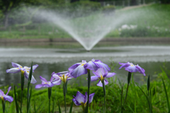 230610a白鷺公園27