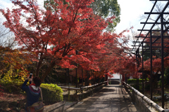 211203b乙訓寺04