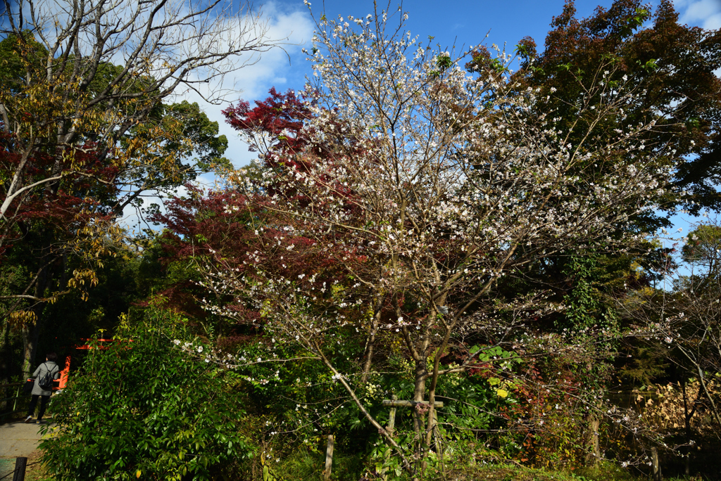 191116b京都植物園28