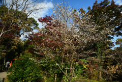 191116b京都植物園28
