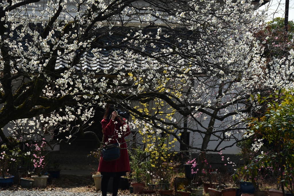 180311梅宮大社48