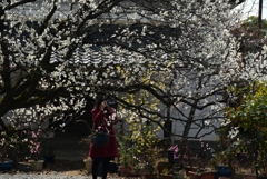 180311梅宮大社48