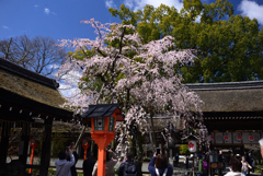 240327a平野神社10