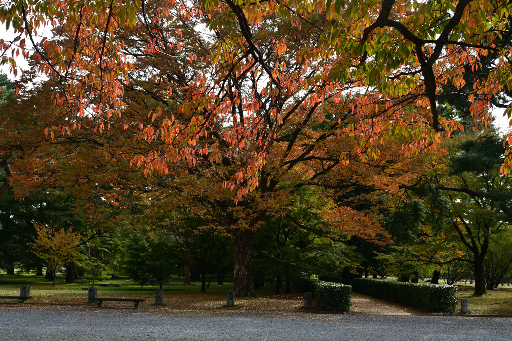 2501104京都御苑19