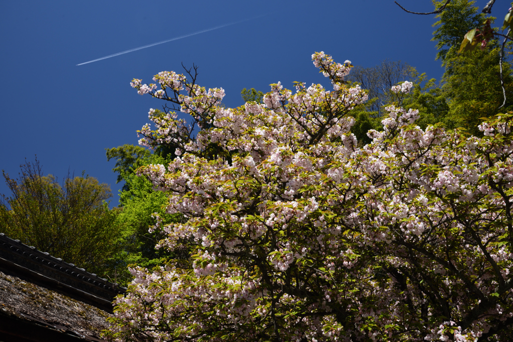 190420c平野神社44