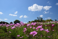 181009馬見丘陵56+