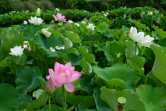 250708京都植物園65
