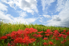 220921b藤原宮跡23