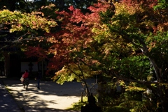 181103a西明寺20
