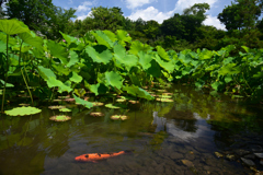 240707a法金剛院34