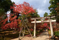 221116d仁和寺14