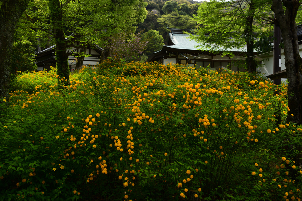 230418b松尾大社08
