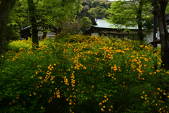 230418b松尾大社08