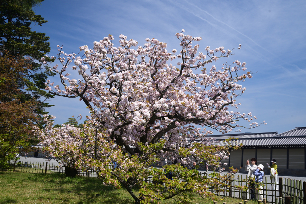 230404a京都御苑36車返