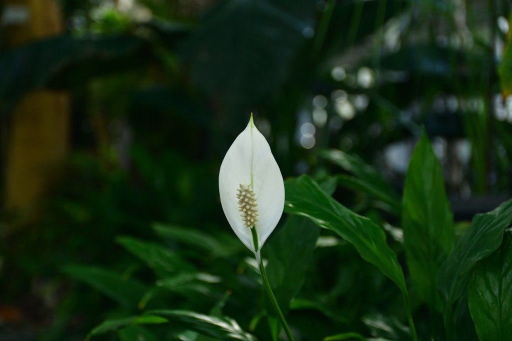 260131b京都植物園32