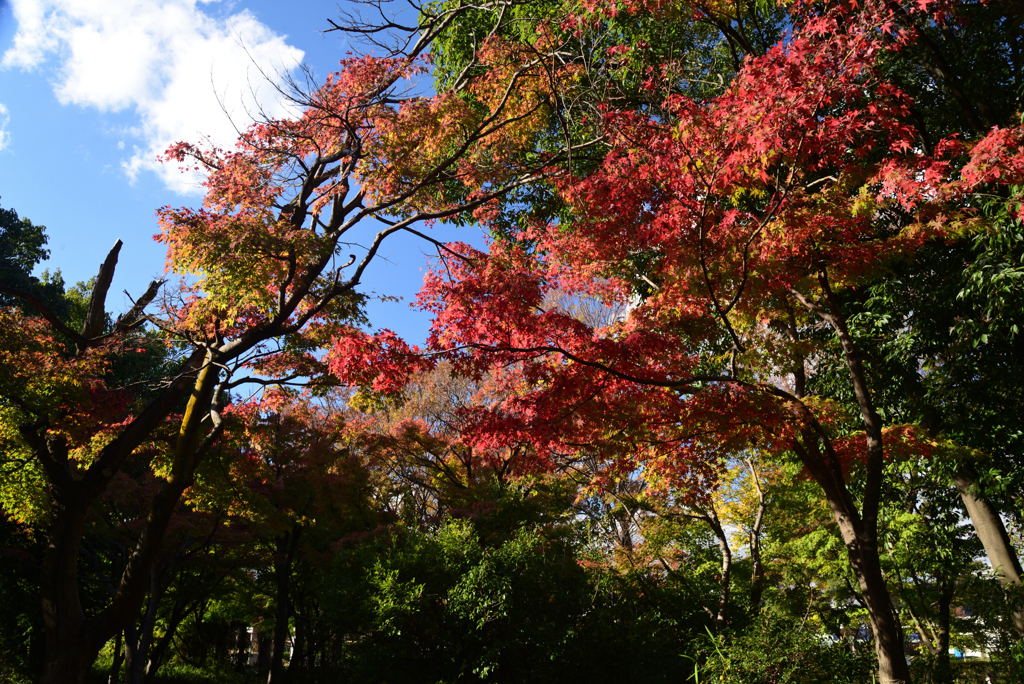 211111c梅小路公園14