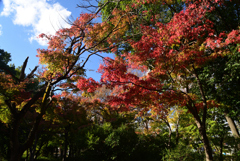 211111c梅小路公園14