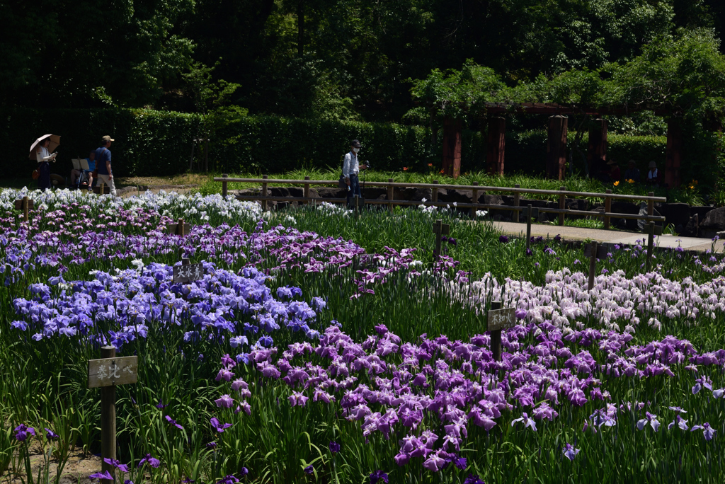 190606馬見丘陵公園34