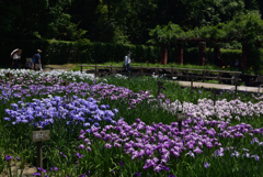 190606馬見丘陵公園34