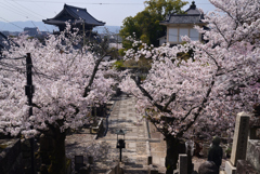 230330e金戒光明寺34