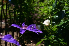 230509京都植物園32