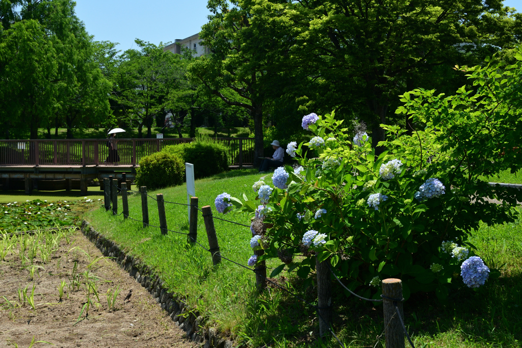 250605a白鷺公園06