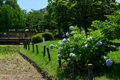 250605a白鷺公園06