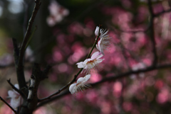 190226b大和文華館26