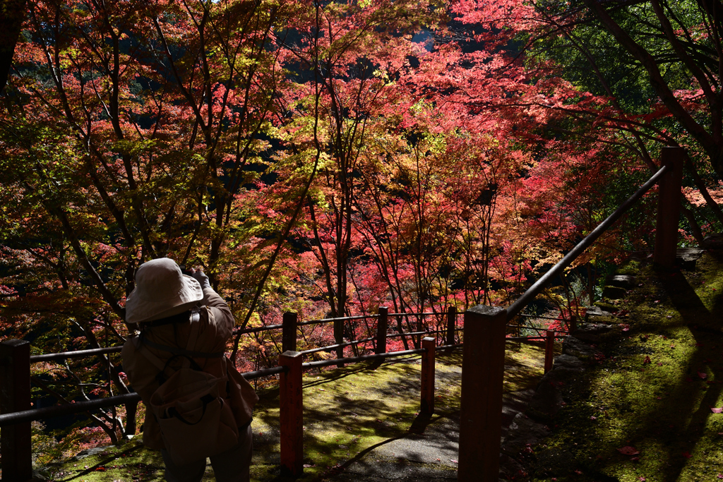231121a善峯寺08