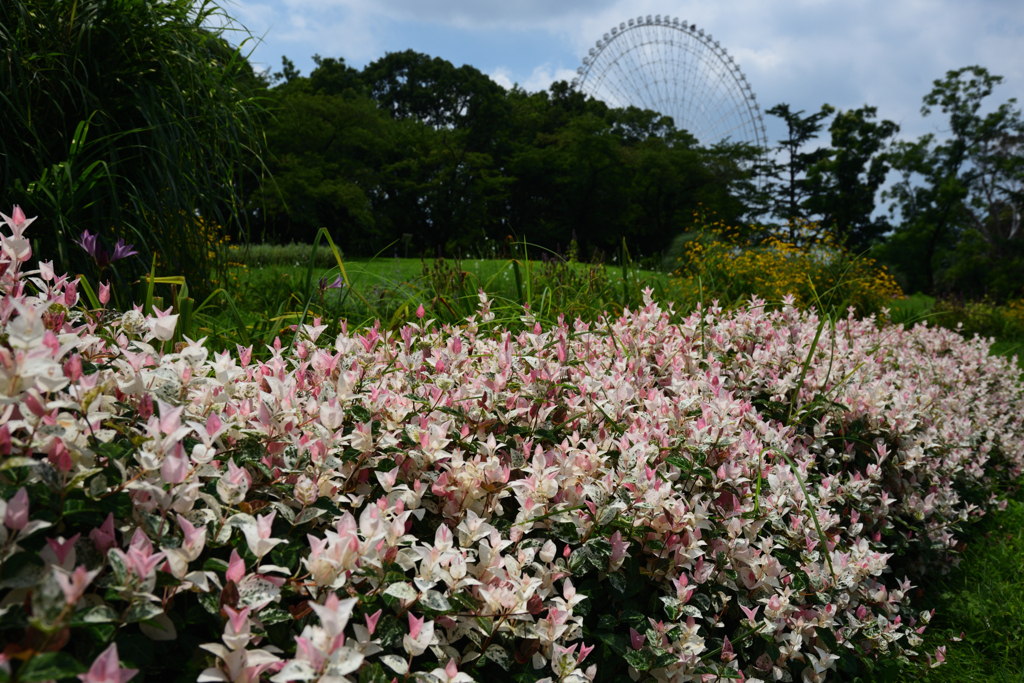 200802万博公園68